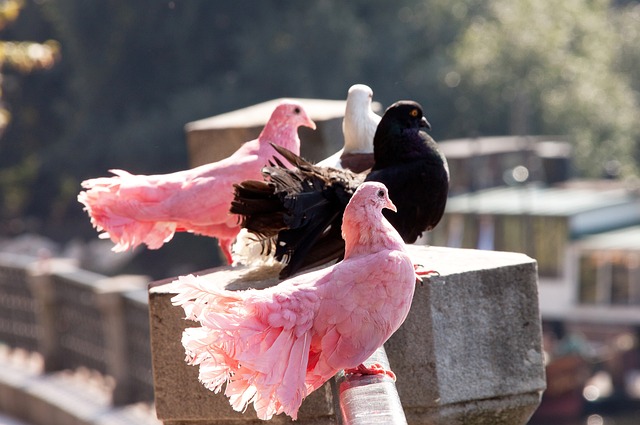 仅为球迷们 仅为球迷们