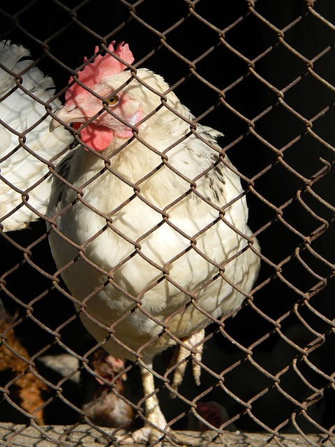 職業生涯 職業生涯