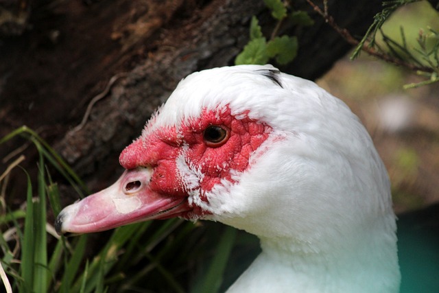 迅速在阿贾 迅速在阿贾